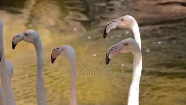 Greater Flamingos Lake Phoenicopterus Roseus — Stock Video