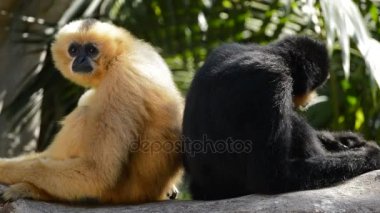 Erkek ve dişi sarı yanaklı Gibbon - Nomascus gabriellae