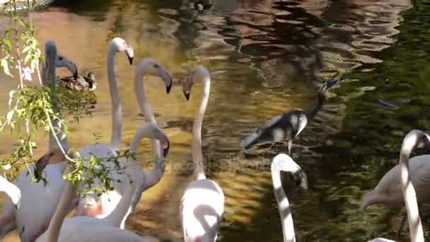 Grandes Rosas Flamencos Aves Orilla Lago Phoenicopterus Roseus — Vídeos de Stock