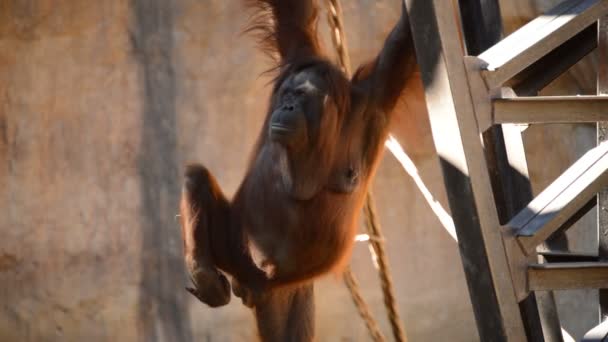 Vrouwelijke Orang Oetan Opknoping Een Structuur Pongo Pygmaeus — Stockvideo