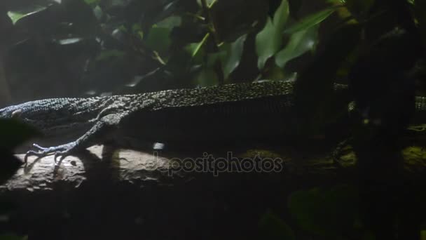Macraei 蜥蜴行走在湿地巨蜥 Macraei 的树干上 — 图库视频影像