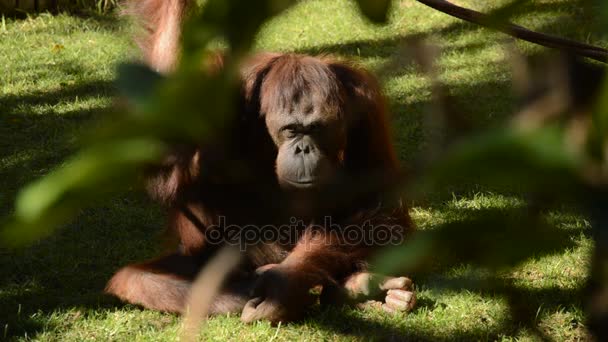 Vrouwelijke Orang Oetan Zoek Naar Camera Pongo Pygmaeus — Stockvideo