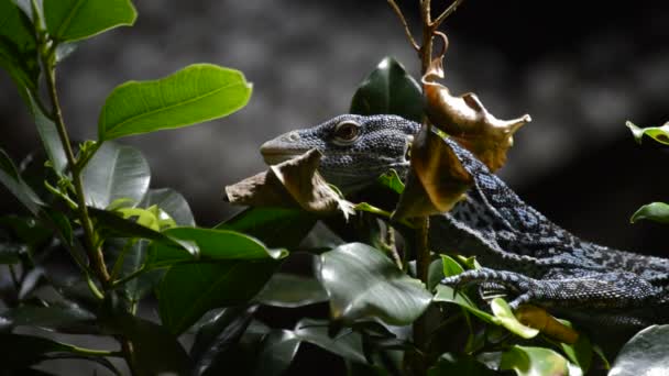 Monitor Árbol Azul Monitor Árbol Manchado Azul Lagarto Varanus Macraei — Vídeos de Stock