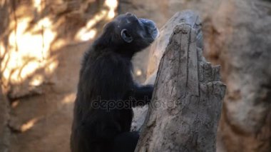 Bayağı şempanze ağaçta diğer maymunlarla - Pan troglodytes iletişim