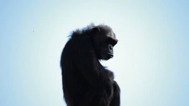 Bayağı şempanze Pan troglodytes çevresinde - seyir