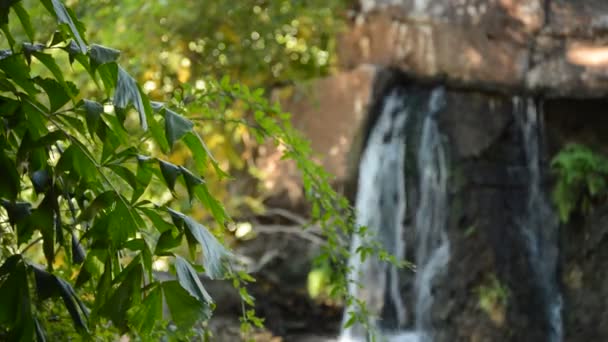 Hojas Verdes Junto Una Cascada Agua Que Corre Sobre Una — Vídeos de Stock