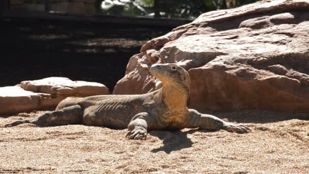 Komodo Smok Opalania Słoneczny Dzień Varanus Komodoensis — Wideo stockowe