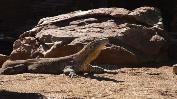 Komodo Dragon Veya Güneşlenme Izlemek Komodo Varanus Komodoensis — Stok video