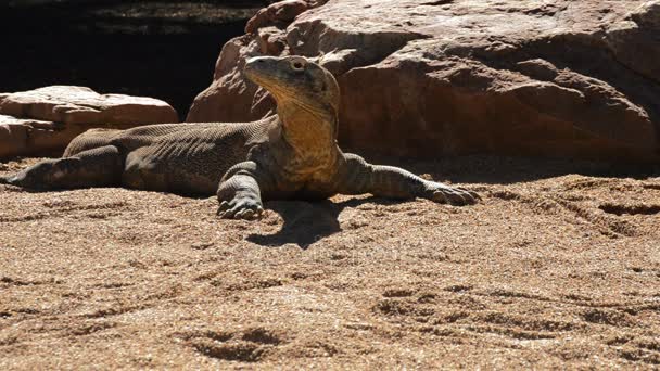 Dragão Komodo Banhos Sol Dia Ensolarado Varanus Komodoensis — Vídeo de Stock