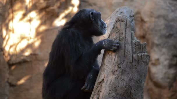 Chimpancé Común Árbol Pan Troglodytes — Vídeo de stock