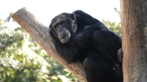 Chimpansee Rustend Een Boom Pan Troglodytes — Stockvideo