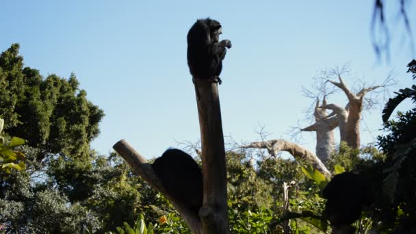 Chimpansee Rustend Een Boom Een Zonnige Dag Pan Troglodytes — Stockvideo