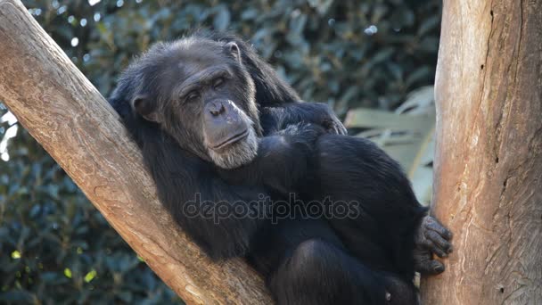 Звичайні Шимпанзе Відпочивають Дереві Пан Троглодити — стокове відео