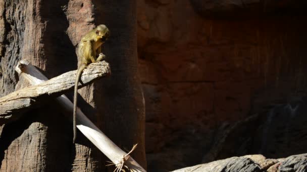 Gabón Talapoin Mono Talapoin Del Norte Árbol Miopithecus Ogouensis — Vídeos de Stock