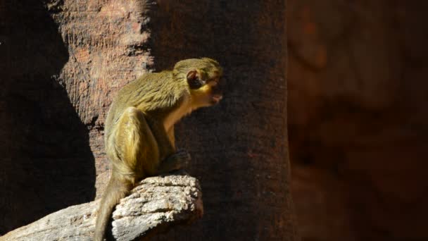 Gabon Talapoin Vagy Északi Talapoin Majom Miopithecus Ogouensis — Stock videók