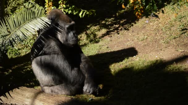 Napozás Egy Természeti Park Nyugati Síkvidéki Gorilla Gorilla — Stock videók