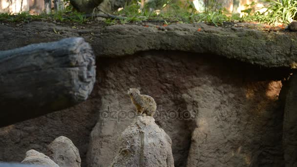 Meerkat Suricate Uma Rocha Olhando Redor Suricata Suricatta — Vídeo de Stock