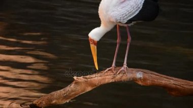 Sarı gagalı leylek bir nehir, egzotik Afrika kuş - (Mycteria ibis)
