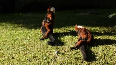 Kırmızı Nomascus lemur - Varecia Rubra