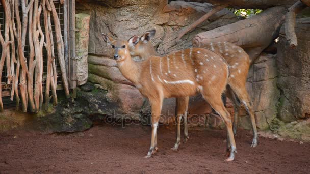 Nyugat Afrikai Szitutunga Tragelaphus Spekii — Stock videók