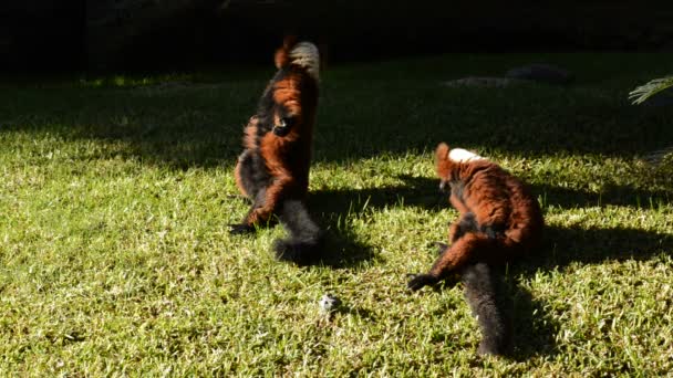 Kırmızı Nomascus Lemur Varecia Rubra — Stok video