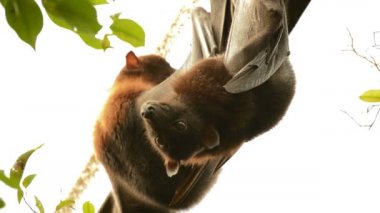 Eski bir bina - Pteropus giganteus çatısında Hint uçan tilki