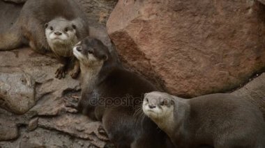 Asyalı küçük pençe su samuru - Aonyx cinerea - Amblonyx cinereus