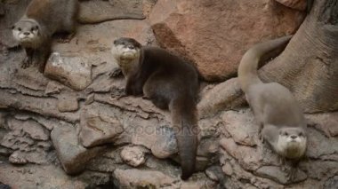 -Aonyx cinerea - Amblonyx cinereus Asya küçük pençe su samuru bir doğal park