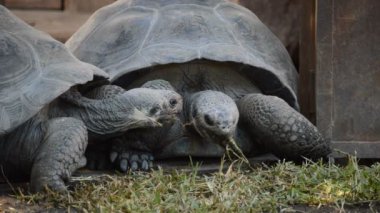 Galpagos dev kaplumbağa veya Galpagos kaplumbağa saldıran - Chelonoidis nigra