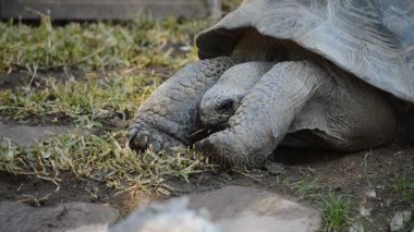 Galpagos dev kaplumbağa veya Galpagos kaplumbağa yemek - Chelonoidis nigra