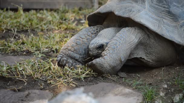 Tartaruga Gigante Galpagos Comer Tartaruga Galpagos Chelonoidis Nigra — Vídeo de Stock
