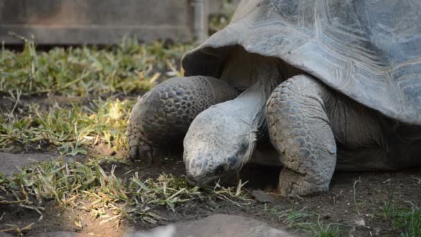 Galpagos Giant Tortoise Eating Grass Chelonoidis Nigra — Stock Video