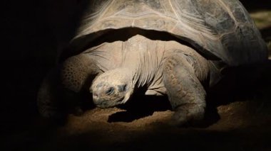 Galpagos dev kaplumbağa veya Galpagos kaplumbağa yavaş yavaş yürüme