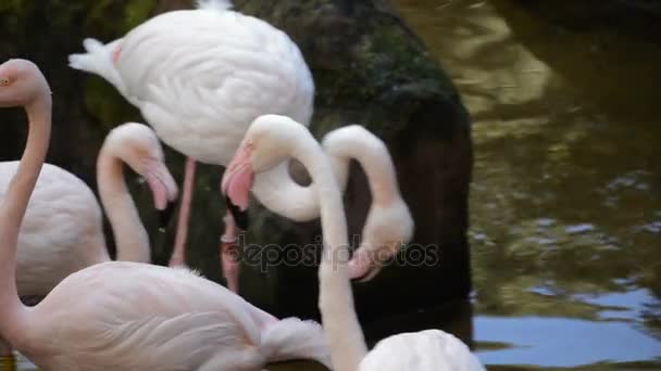 Roze Flamingo Meer Wandelen Flamingo Phoenicopterus Roseus — Stockvideo