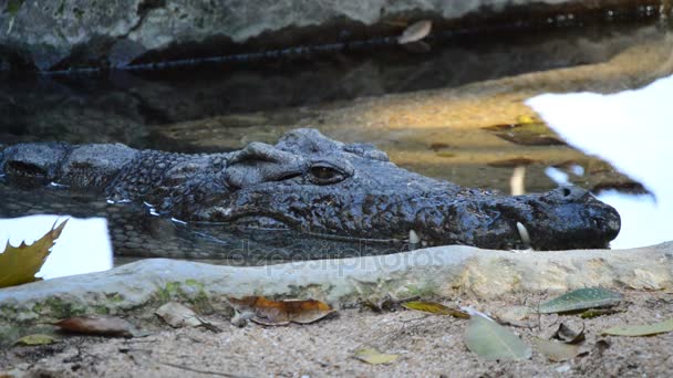Crocodilo Nilo Numa Margem Rio Crocodylus Niloticus — Vídeo de Stock