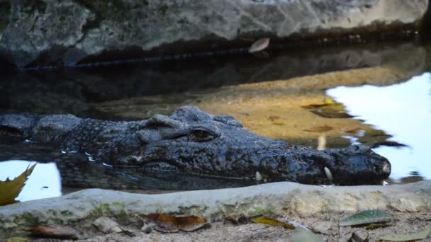 Głowica Nilu Krokodyla Brzegu Rzeki Crocodylus Niloticus — Wideo stockowe