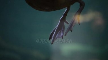 Bir kova su altında yüzmek ördek bacaklar