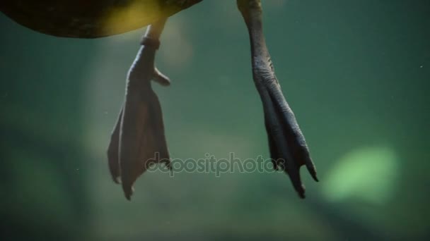 鸭腿移动和水下在水瓶座游泳 — 图库视频影像