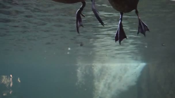 Entenbeine Treiben Und Schwimmen Unter Wasser Einem Fluss — Stockvideo