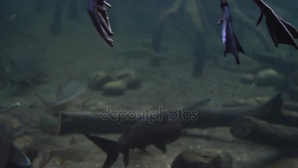 Patos Piernas Nadando Río Con Peces Grandes Nadando Bajo Río — Vídeos de Stock