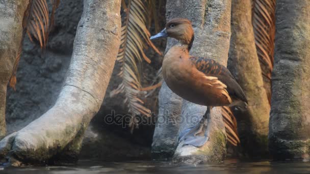 Canard Bord Lac — Video