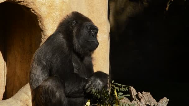 Gorilla Sola Och Äta Lämnar Solig Dag Västlig Låglandsgorilla — Stockvideo