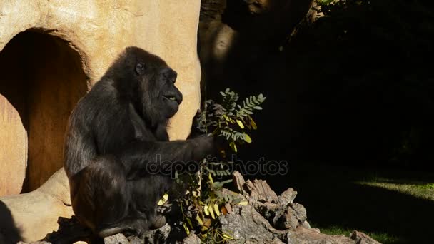 Gorilla Eating Gorilla Della Pianura Occidentale — Video Stock