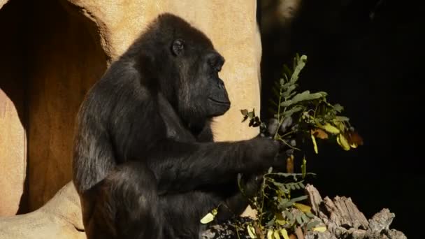 Comer Gorila Deja Día Soleado Gorila Las Tierras Bajas Occidentales — Vídeos de Stock