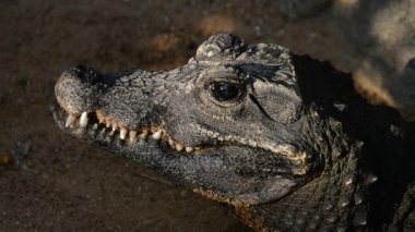 Cüce timsah göz - Osteolaemus tetraspis açma