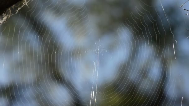 森林里的蜘蛛网 — 图库视频影像