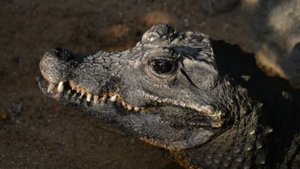 Crocodile Nain Ouvrant Les Yeux Osteolaemus Tetraspis — Video