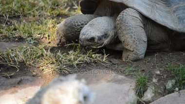 Galpagos dev kaplumbağa veya Galpagos kaplumbağa yemek - Chelonoidis nigra