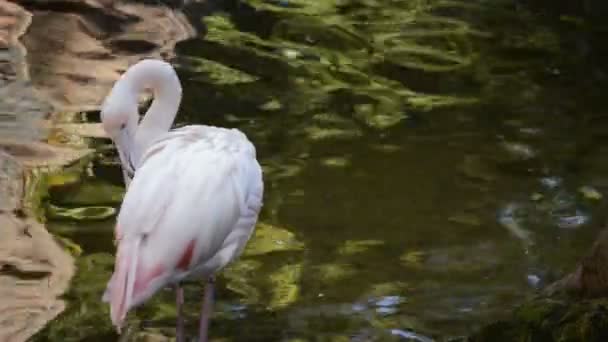 粉红色的火烈鸟在湖中清洁她的羽毛 火烈鸟花 — 图库视频影像