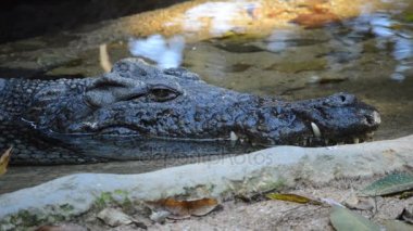 Bir nehir - Crocodylus niloticus kıyısında kafa Nil timsah